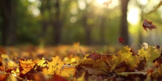 黄色的枫叶落了下来，在秋天公园的背景下飞舞。感恩的心情。阳光,金色的秋天