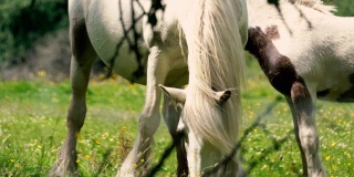 在牧场上吃草的白马