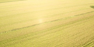 无人机俯瞰稻田