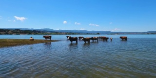 奶牛在湖边洗澡