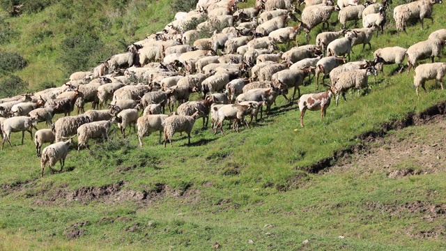 一群羊在草原上散步