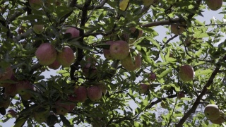 喜马拉雅山苹果园里美丽的红苹果。喜马拉雅山脉的苹果。盛开的树木。视频素材模板下载