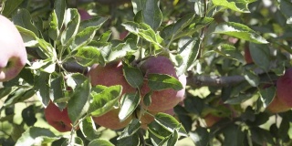 喜马拉雅山苹果园里美丽的红苹果。喜马拉雅山脉的苹果。盛开的树木。