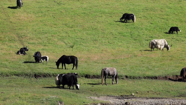 中国西藏高海拔山区的牦牛