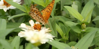 飞蝶和蝴蝶在吮吸花蜜