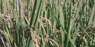 缓慢的运动。成熟的稻子在农村的农场里，秋收的季节。稻穗在风中摇摆。