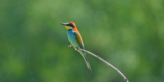 欧洲食蜂鸟(食蜂鸟)栖息在绿色的自然背景中的树枝上