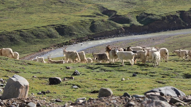 一群羊在草原上散步