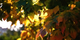 阳光照耀的树梢和飘落的秋叶