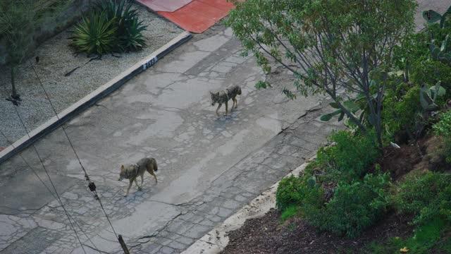加州洛杉矶格里菲斯公园里郊狼的慢镜头
