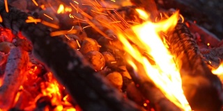 护林员用棍子把土豆插进炽热的煤火中。