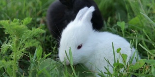 草地上的小白兔，小兔子，复活节