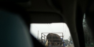 牛用一辆小拖车运输。