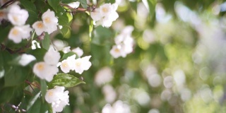 外面的茉莉花。美丽雪白的花蕾和茉莉花游标特写。花香背景的大自然
