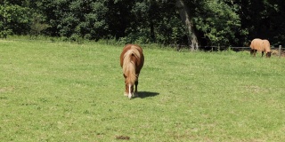 金棕色的马白天在绿色的草地上吃绿草，在后面的另一匹马前面是一片茂密的森林，没有人