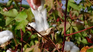 年轻的农民正在收获棉花。农业产业慢动作视频素材模板下载