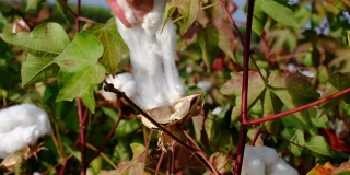 年轻的农民正在收获棉花。农业产业慢动作