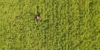 一个农民或研究人员使用平板电脑检查水稻作物的直接上方视角