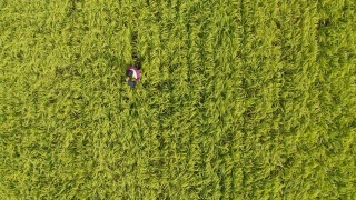 一个农民或研究人员使用平板电脑检查水稻作物的直接上方视角视频素材模板下载