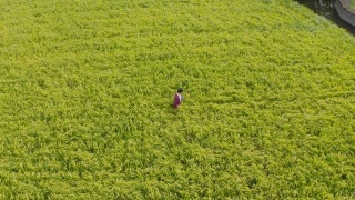 一个农民或研究人员使用平板电脑检查水稻作物的高角度视图视频素材模板下载