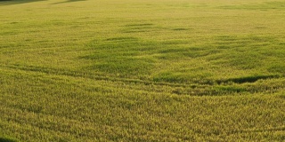 稻田的无人机视图