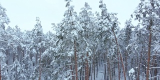 在冬天低空飞行在积雪云杉森林