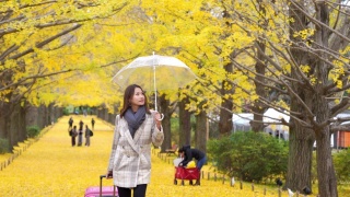 4K快乐的亚洲女性游客拿着粉红色的行李和雨伞漫步在美丽的黄色银杏叶飘落的秋天在日本昭和基嫩公园。日本旅游度假和季节变化的概念。视频素材模板下载