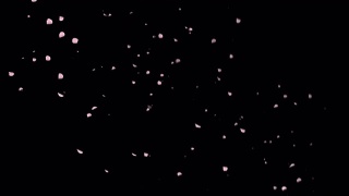 樱花花瓣飘落。这是一段樱花节的视频。视频素材模板下载