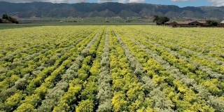 在加利福尼亚中部的一大片农田里，在一排排的蔬菜上飞行