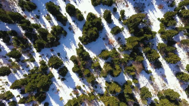 山的全景。顶视图冷杉和松树生长在雪山脚下的冬季滑梯与旋转无人机。森林的纹理鸟瞰图
