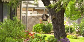 一个挂在后院树上的喂鸟器