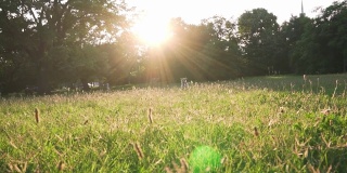 一只名叫杰克·罗素的狗在绿树和明亮的夕阳下穿过空地朝主人跑去。慢镜头大绿色草地与草在城市公园。宠物在走路。眩光