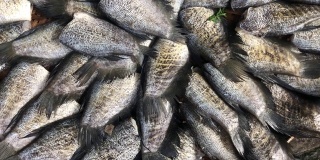 丝足鱼是用阳光晒干鱼的植物。腌渍保存海鲜生鱼片在当地市场的柳条桌上晒干。