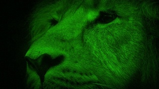夜视狮子抬头看摄像机视频素材模板下载