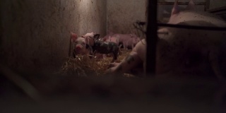 新生小猪探索猪舍附近的母猪在农场