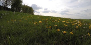 春天黄色的蒲公英田在阳光明媚的日子。夕阳轻，多云的天空，春天，自由。黄色的花，绿色的草。镜头向左移动。4 k