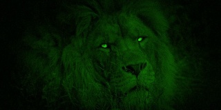 夜视狮子转过身来，眼睛很亮