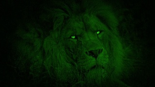 夜视狮子转过身来，眼睛很亮视频素材模板下载
