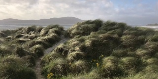 苏格兰外赫布里底群岛哈里斯岛，鲁斯肯泰尔海滩，沙丘草吹在前景