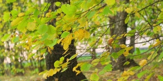 阳光透过银杏树的叶子。近距离