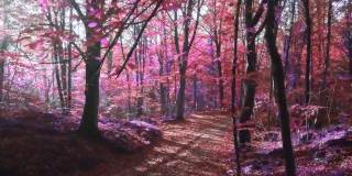 慢动作视频的阳光在一个超现实的紫色森林