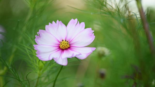 粉红色和白色的宇宙花