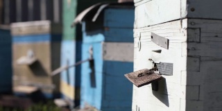 有机业务，蜜蜂收集蜂蜜在一个阳光明媚的日子里，在蜂房的背景，春季