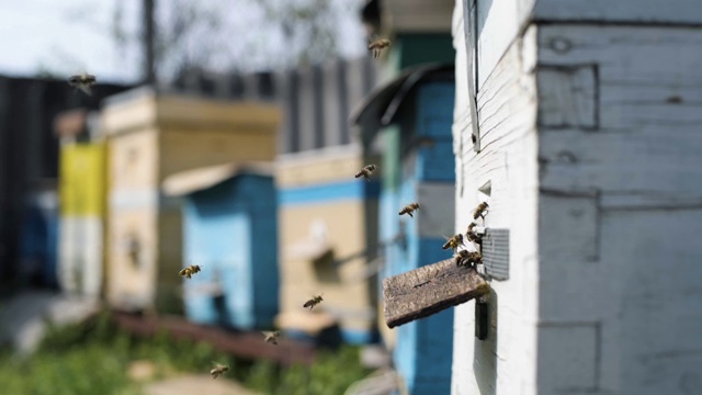 有机业务，勤劳的蜜蜂在温暖阳光明媚的春天把从花中采集的花粉带到蜂房将花蜜加工成蜂蜜，养蜂