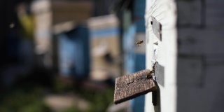 健康的有机蜂蜜农场，蜜蜂带着采集的花蜜和花粉返回蜂巢，养蜂