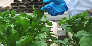 4k慢手持式女农民戴CU手套手持幼苗在水培温室的植物机架行检查蔬菜