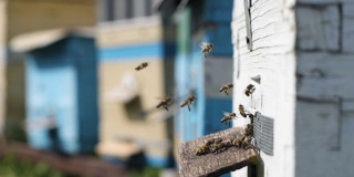 养蜂，一群蜜蜂把从开花植物收集到的花球带进蜂巢，在养蜂场后面的一个有机农场里加工蜂蜜和蜂巢