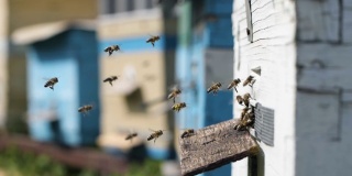 养蜂，一群勤劳的蜜蜂把从花中采集到的花粉带到他们的蜂房，在一个温暖阳光明媚的日子里把花蜜加工成蜂蜜