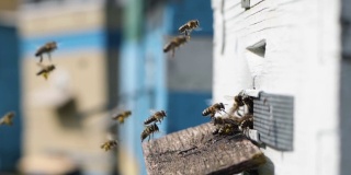 养蜂业，蜂群带来花蜜球收集自开花植物到他们的蜂房处理蜂蜜到蜂巢在一个有机农场在一个养蜂场的背景在阳光明媚的蜂房