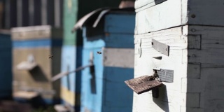 蜂房，成群的蜜蜂围绕着他们的蜂房飞行蜜蜂把花蜜转化成蜂蜜，然后用蜂巢覆盖它